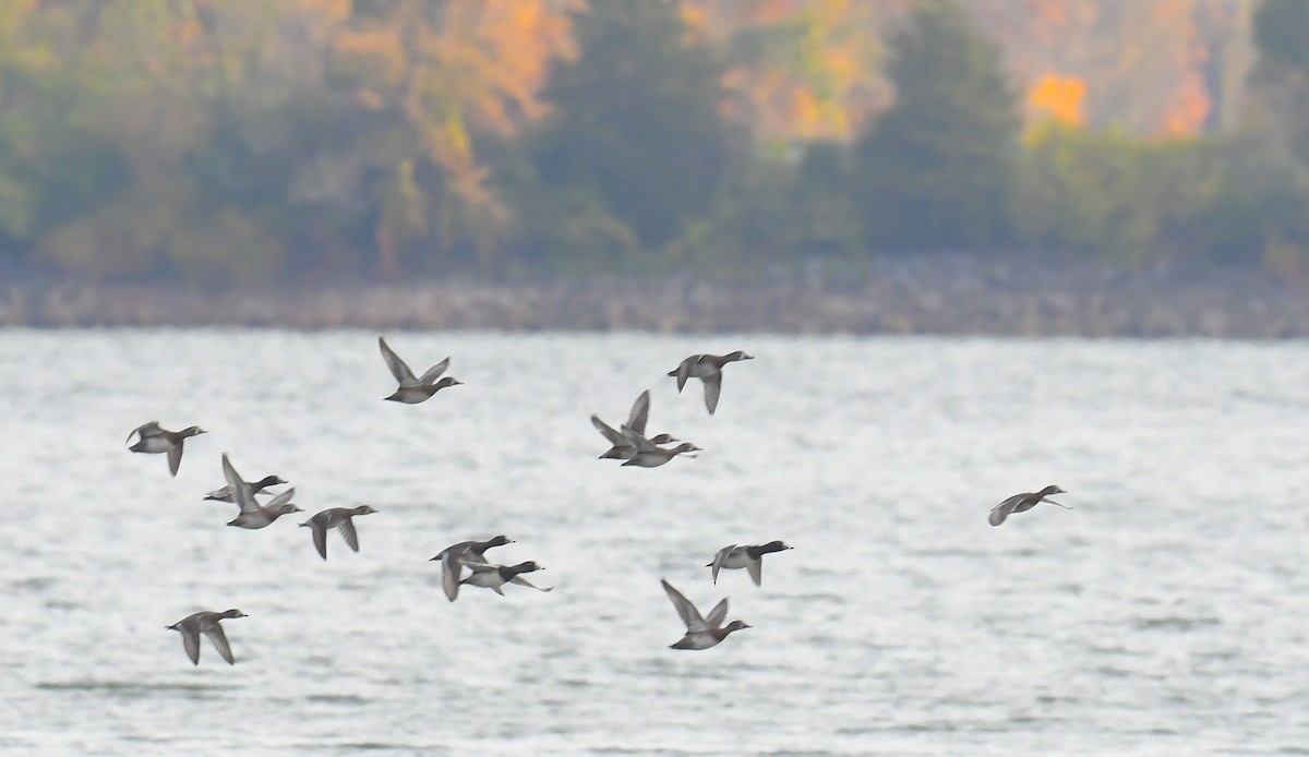 Moretta dal collare - ML644320394