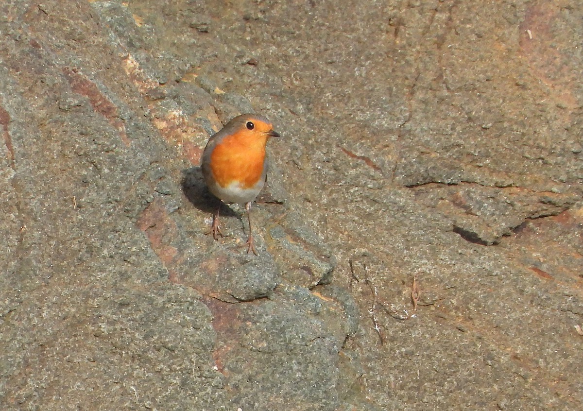 European Robin - ML644320396