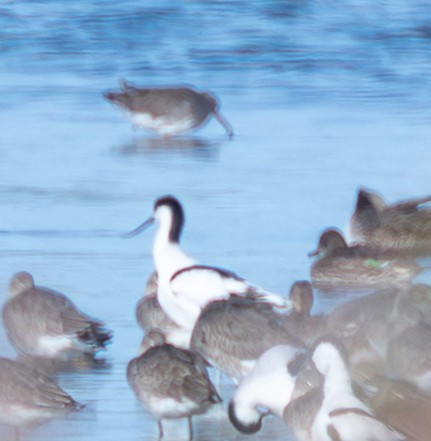 Pied Avocet - ML644320399