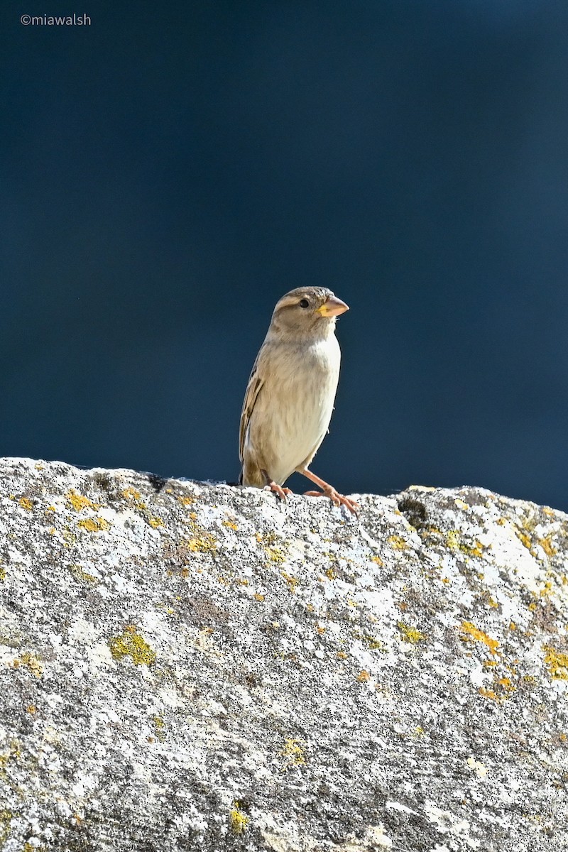 Passera d'Italia - ML644320407