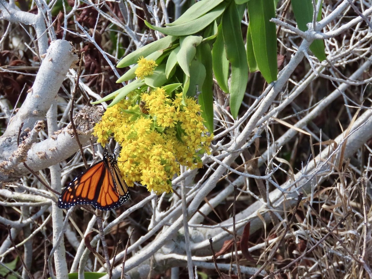 Migratory Monarch - ML644320410