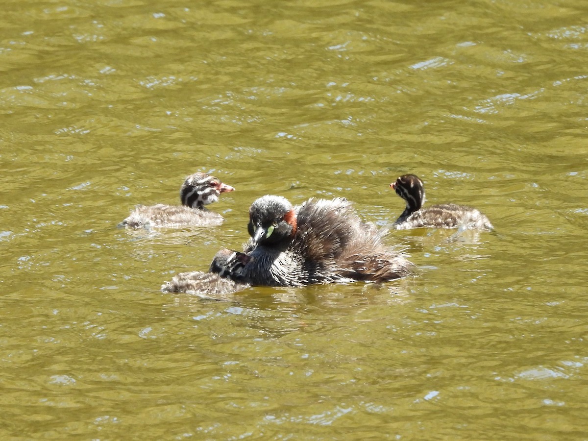 Australasian Grebe - ML644320412