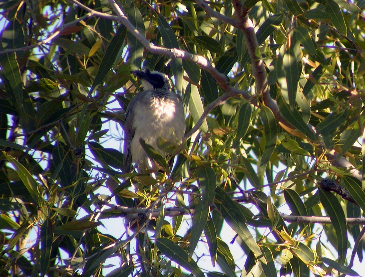 Polochion couronné - ML644320425