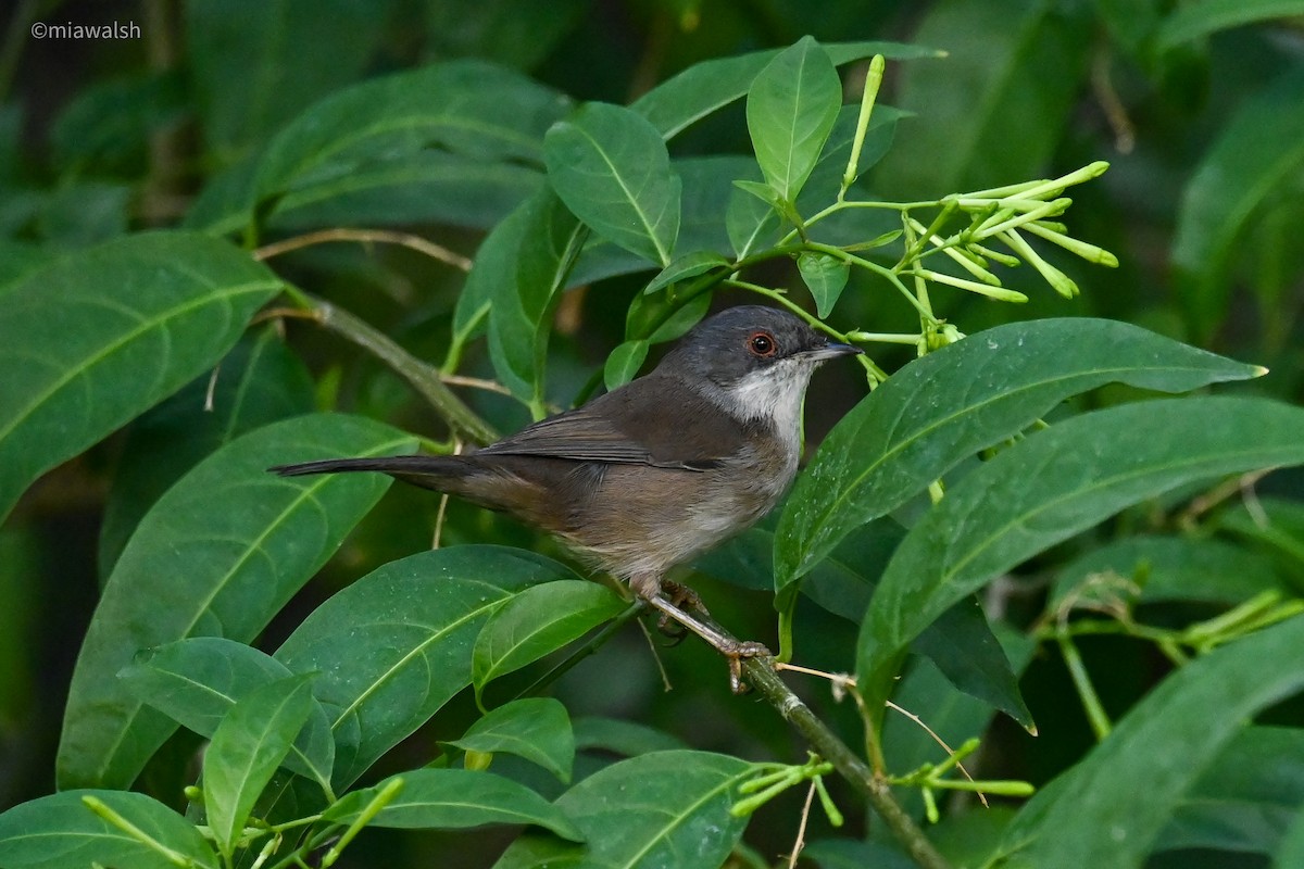 Sardinian Warbler - ML644320430