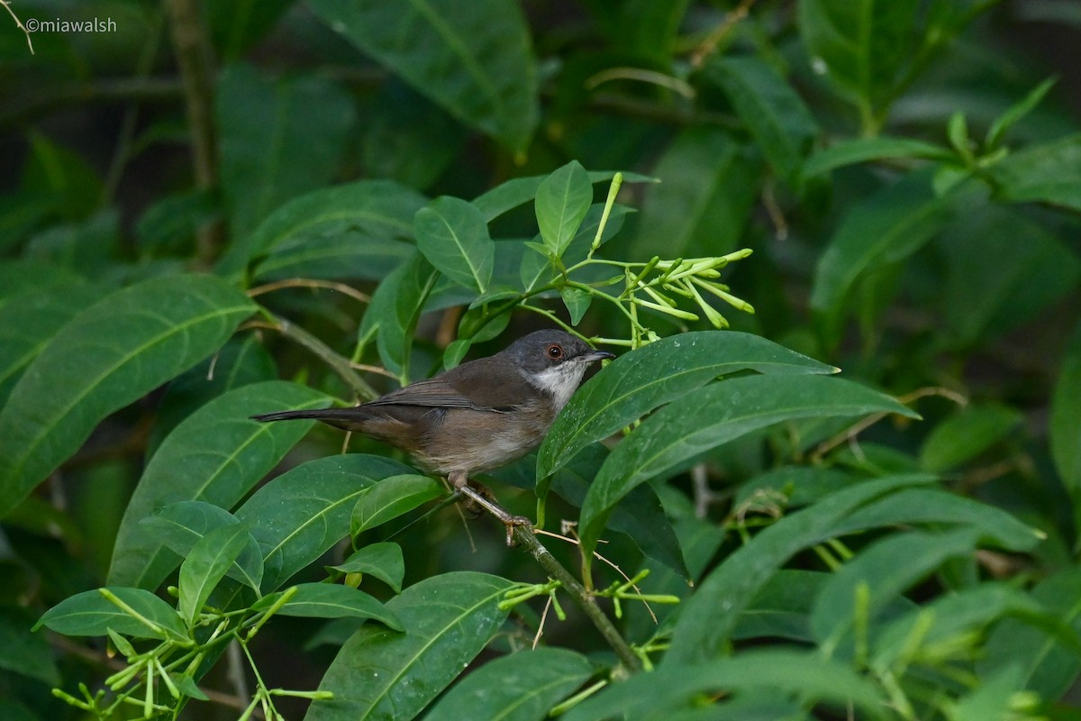 Sardinian Warbler - ML644320431