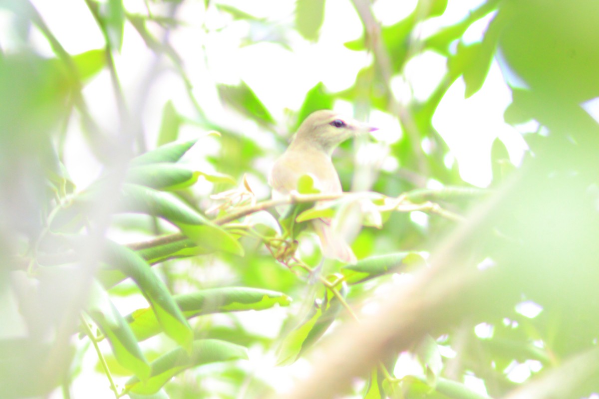 Yucatan Vireo - ML644320435