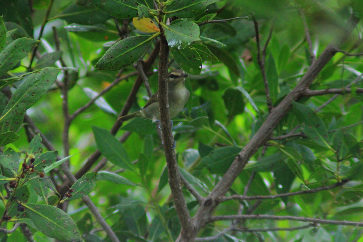 Yucatan Vireo - ML644320437
