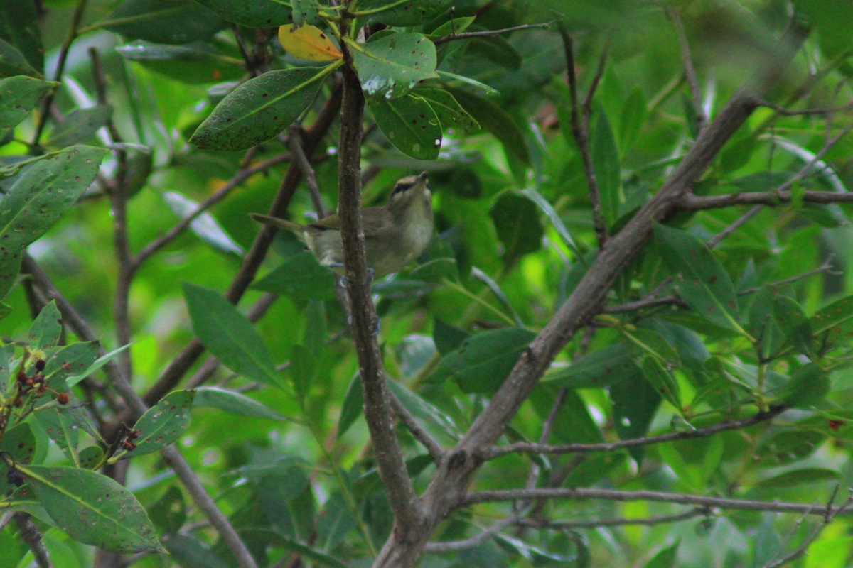 Yucatan Vireo - ML644320438
