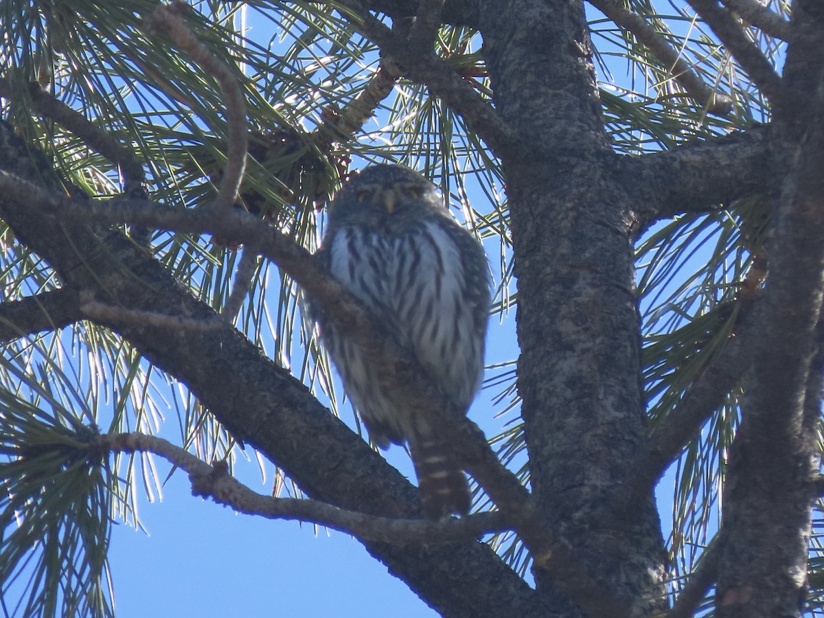 Northern Pygmy-Owl - ML644320451