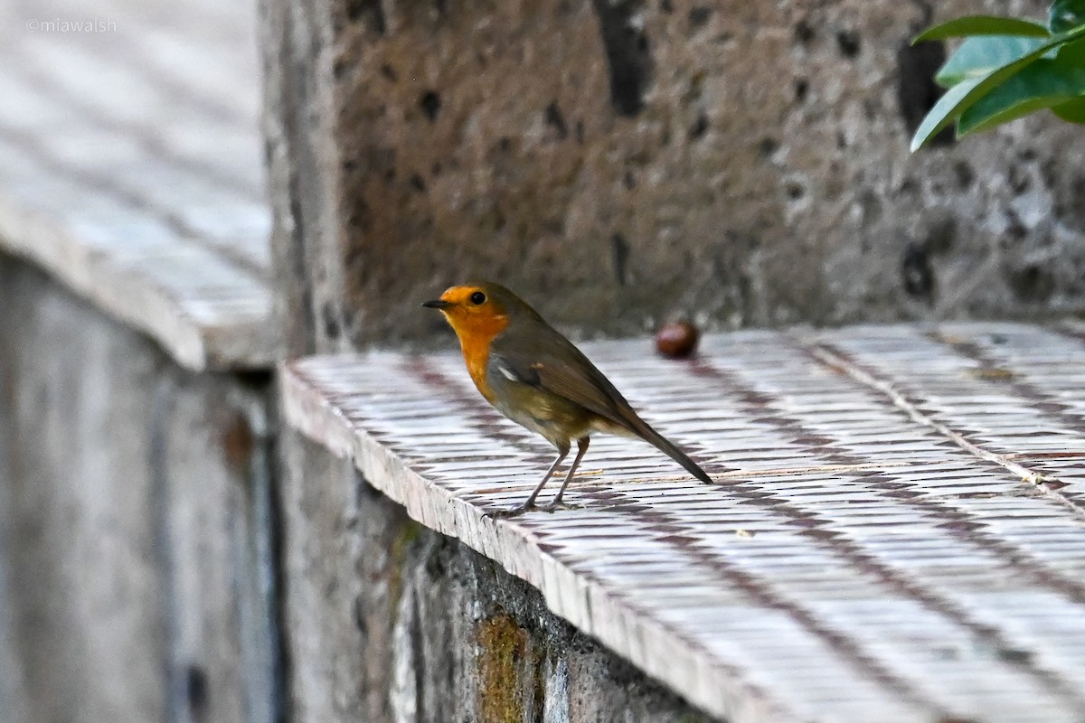 European Robin - ML644320453
