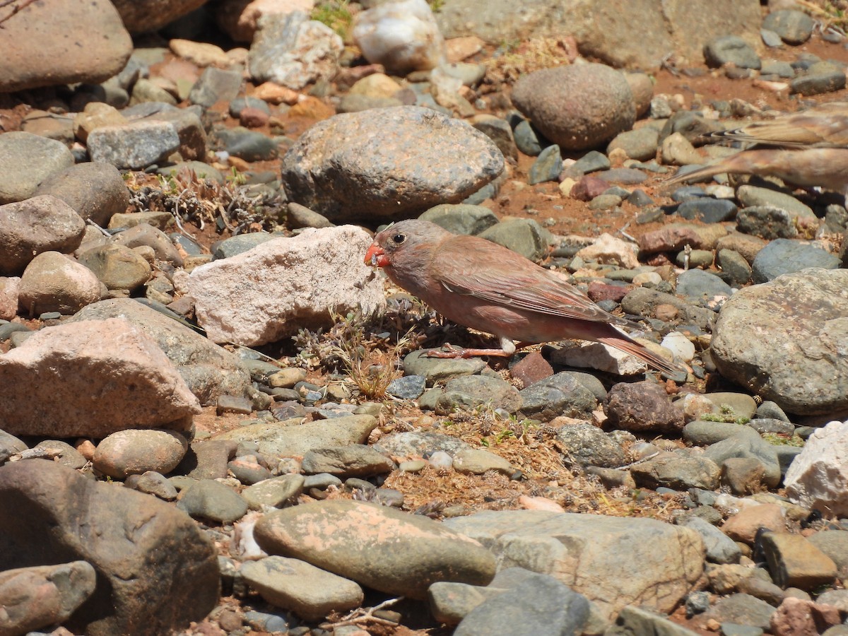 ナキマシコ - ML644320455