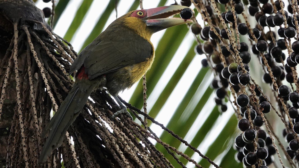 オウゴンチュウハシ - ML644320458