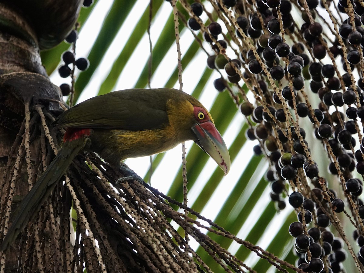 オウゴンチュウハシ - ML644320459