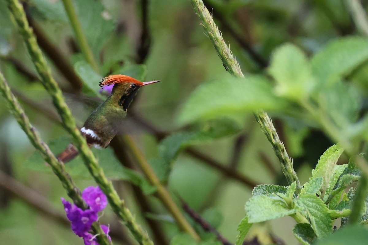 チャカザリハチドリ - ML644320463