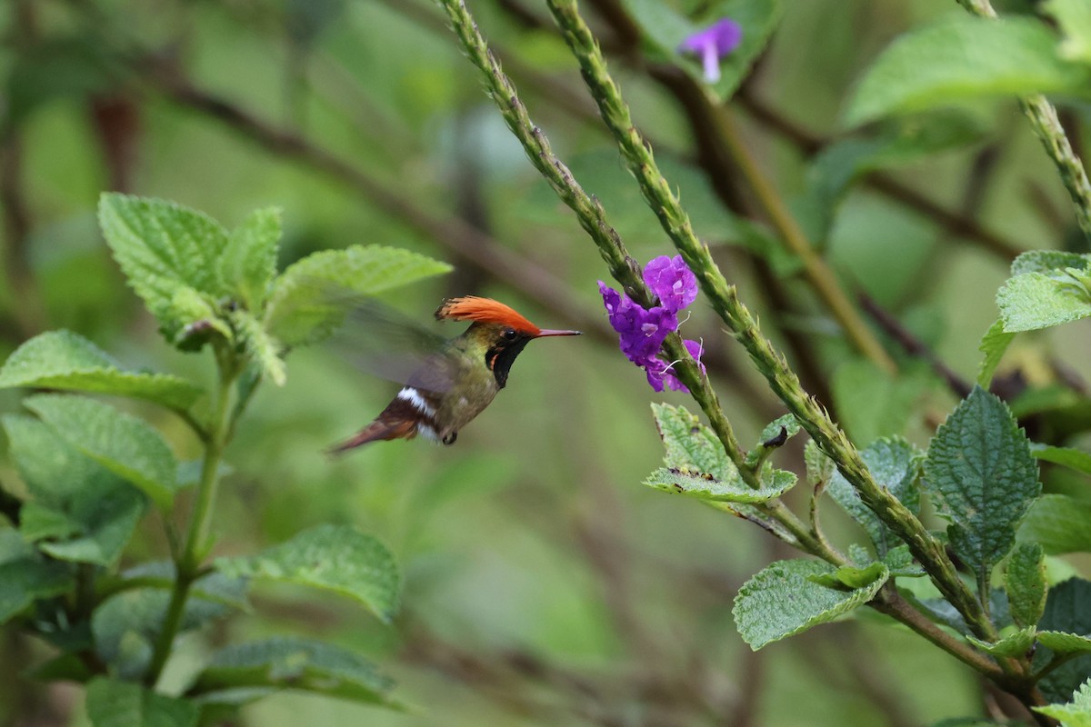 チャカザリハチドリ - ML644320464