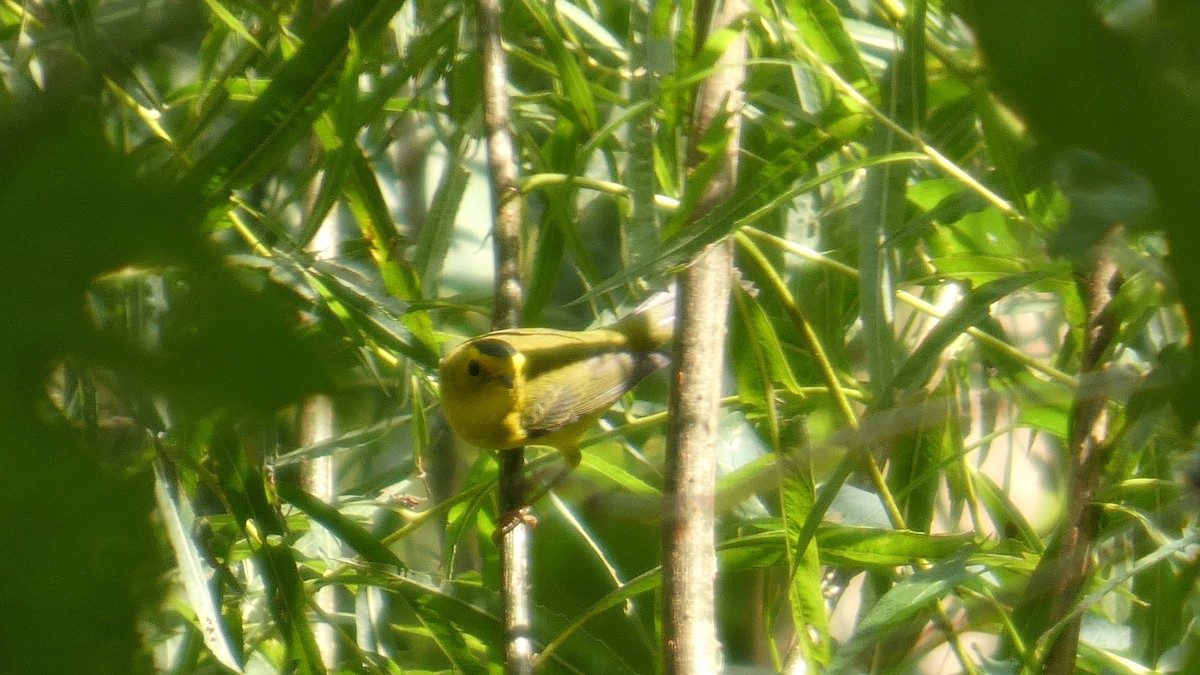 Mönchswaldsänger - ML644320470