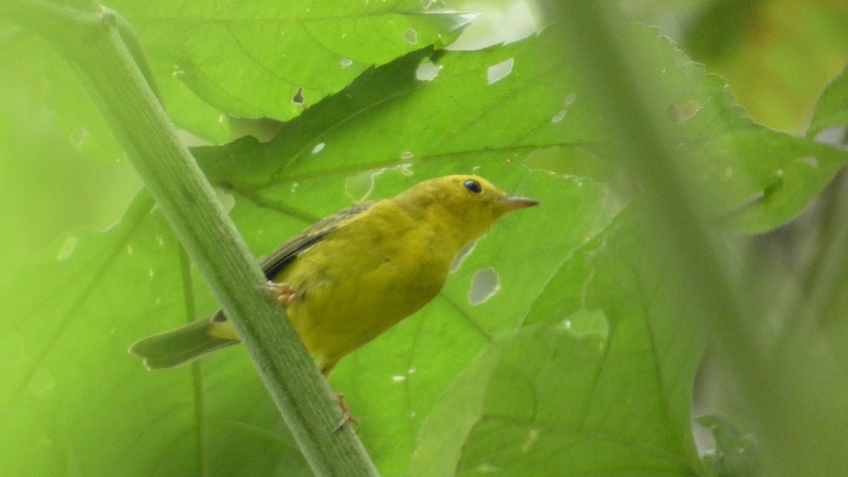 Mönchswaldsänger - ML644320471