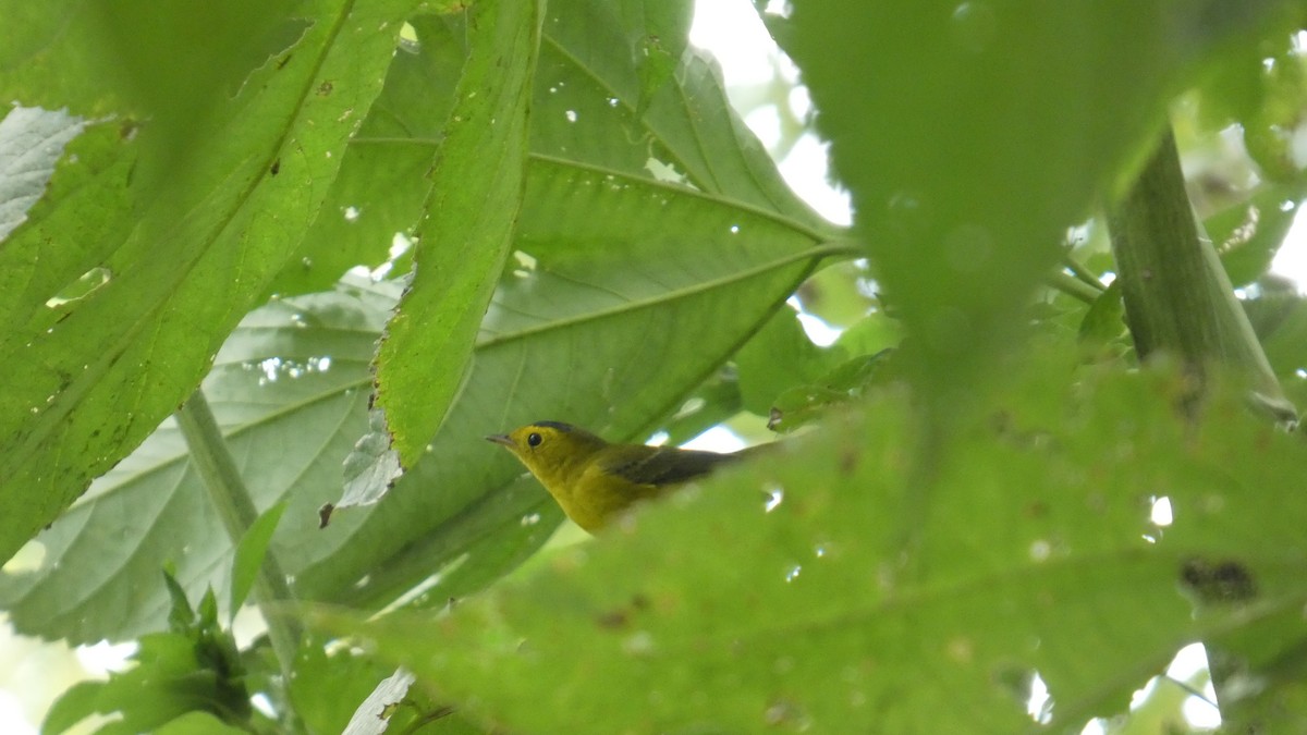 Mönchswaldsänger - ML644320472