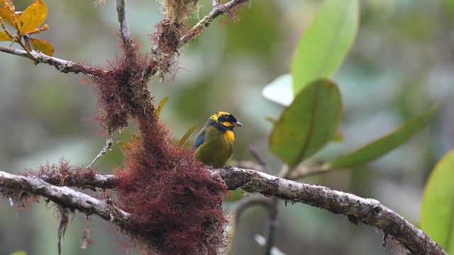 Gold-ringed Tanager - ML644320474