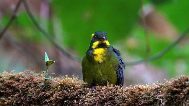 Gold-ringed Tanager - ML644320475