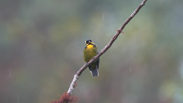 Gold-ringed Tanager - ML644320478