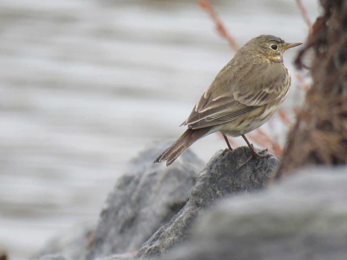 American Pipit - ML644320480