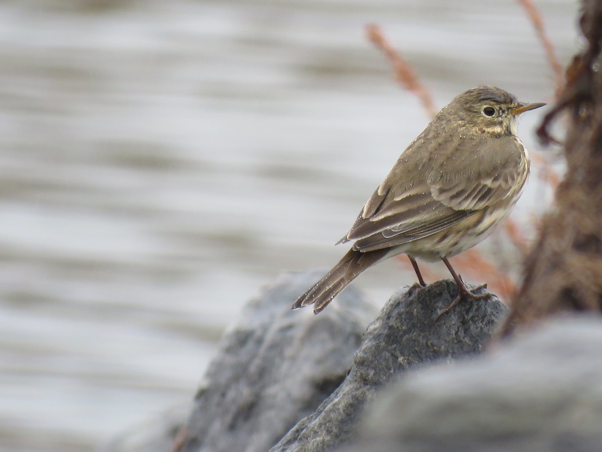 American Pipit - ML644320483