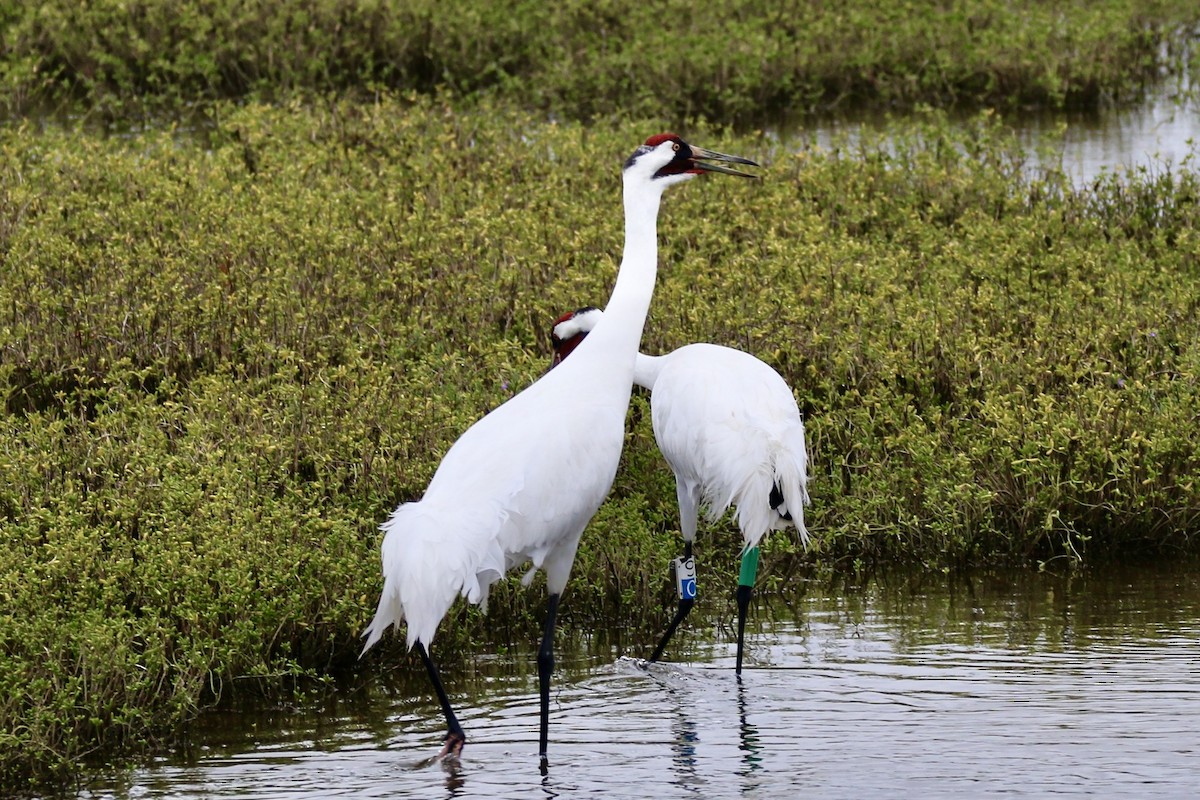 trompettrane - ML644320488