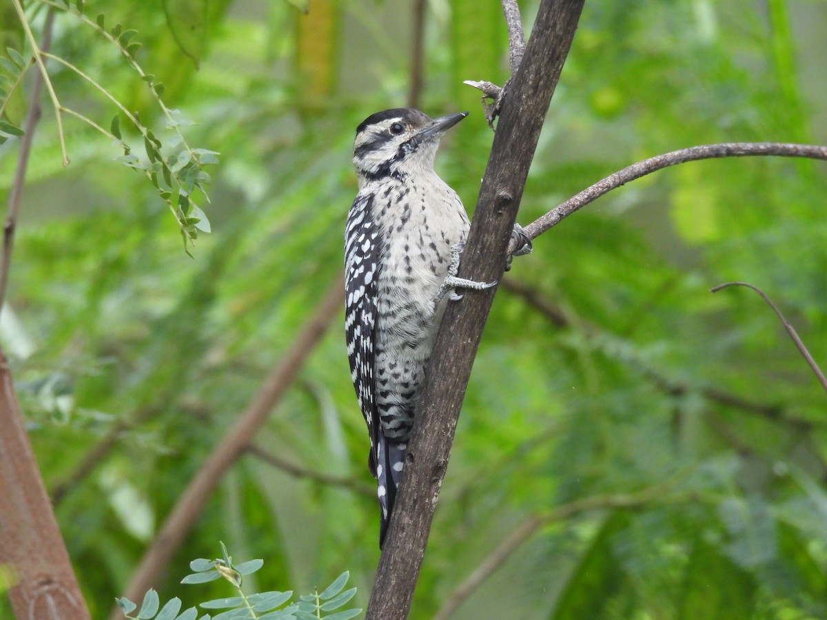 Ladder-backed Woodpecker - ML644320492