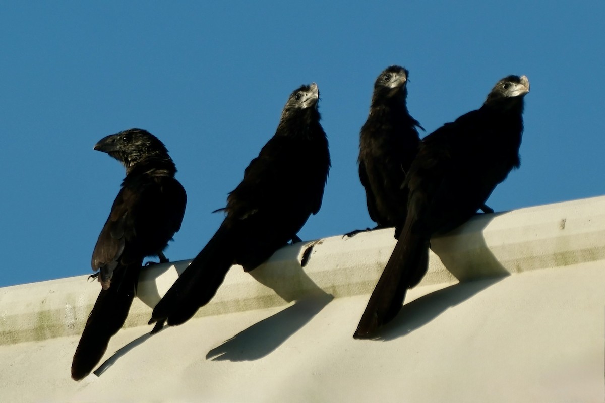 Ani à bec lisse - ML644320494