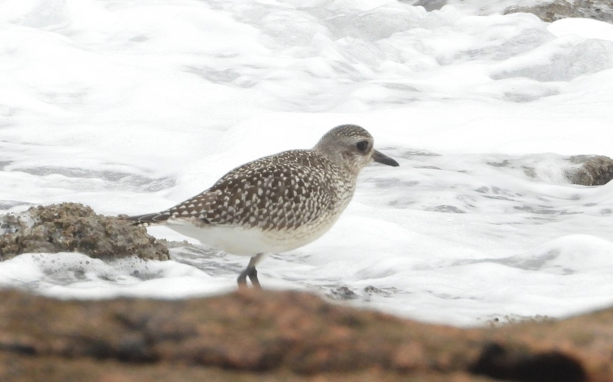 Black-bellied Plover - ML644320497