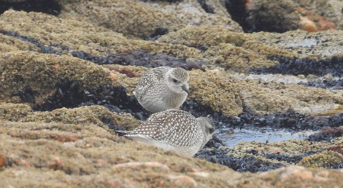 Black-bellied Plover - ML644320498