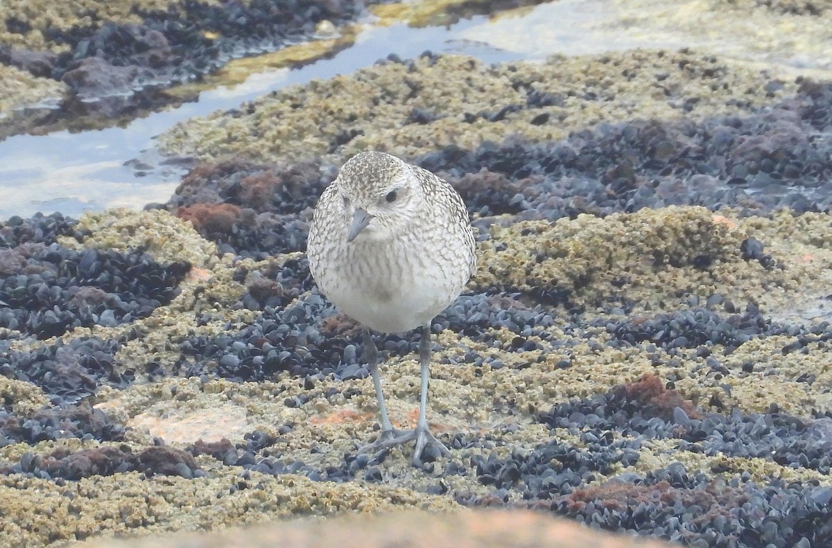Black-bellied Plover - ML644320499