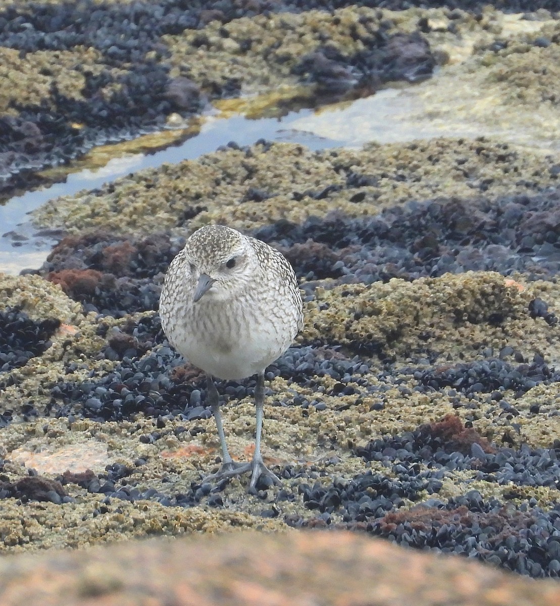 Black-bellied Plover - ML644320500