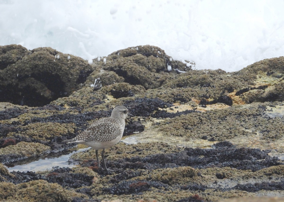 Black-bellied Plover - ML644320501