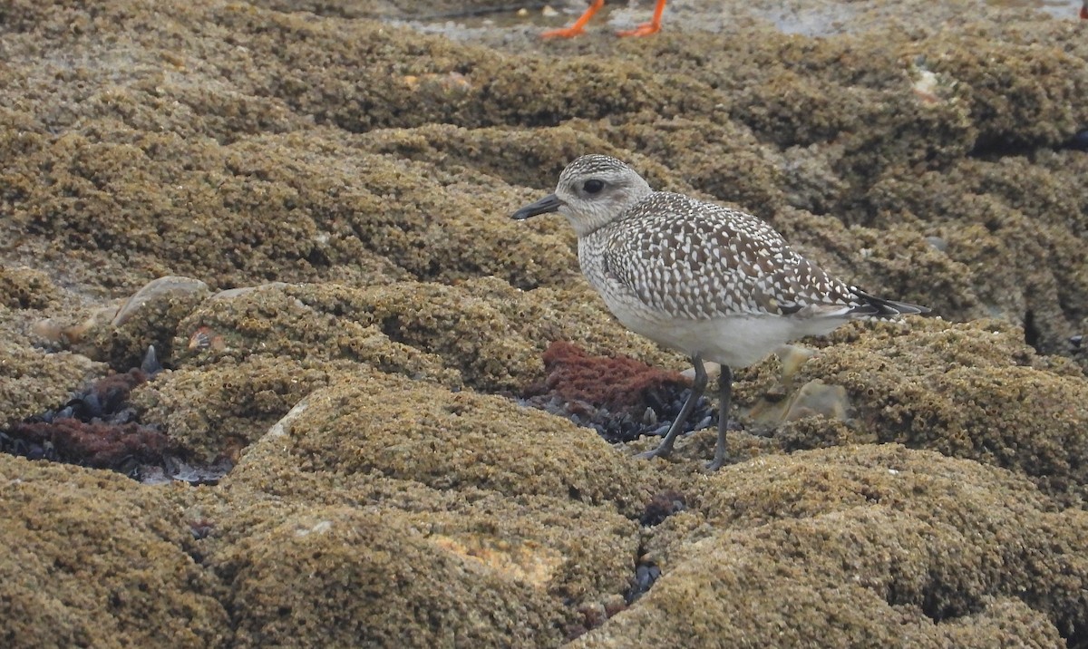 Black-bellied Plover - ML644320502