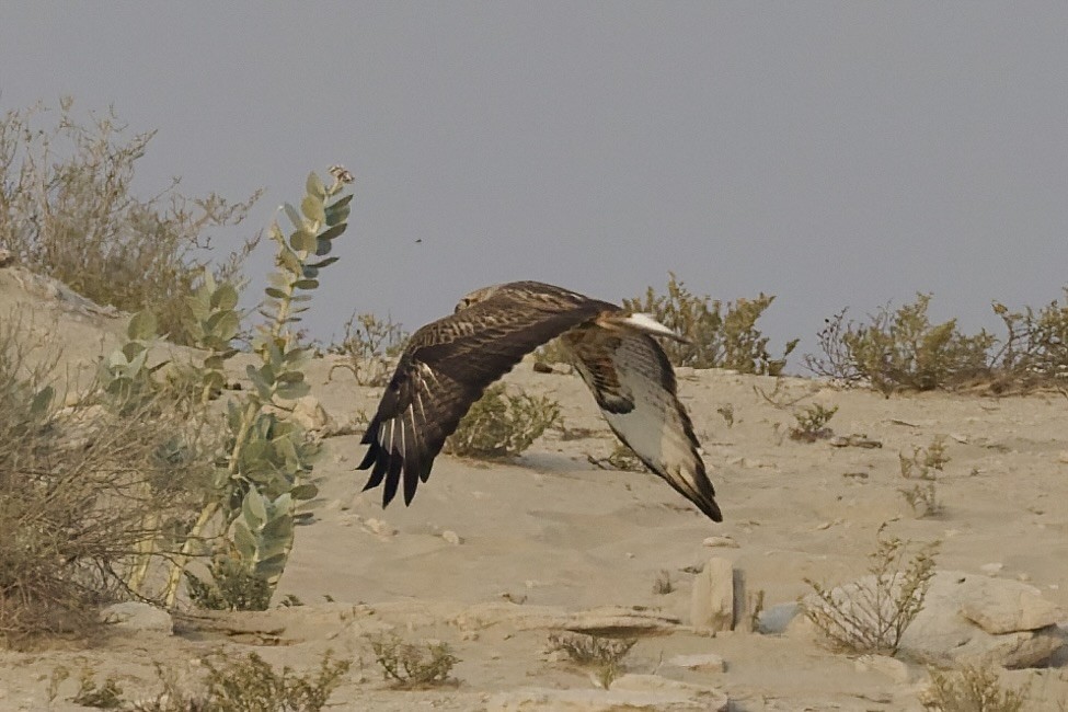 ニシオオノスリ - ML644320508