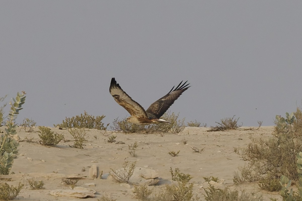 ニシオオノスリ - ML644320509