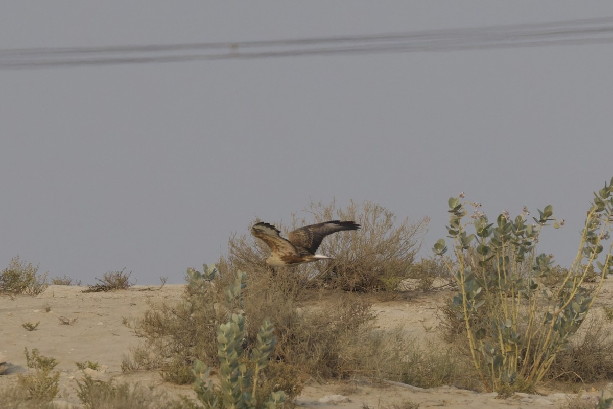 ニシオオノスリ - ML644320510