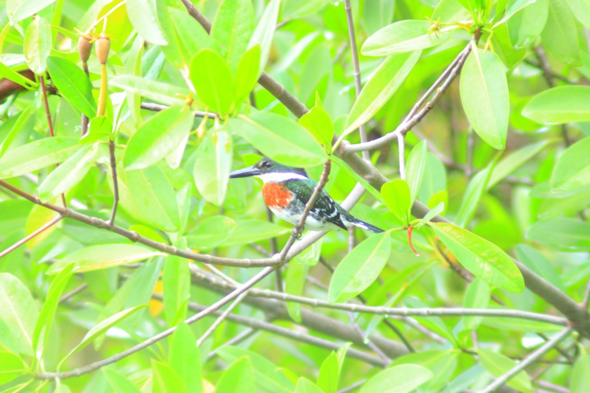 Green Kingfisher - ML644320515