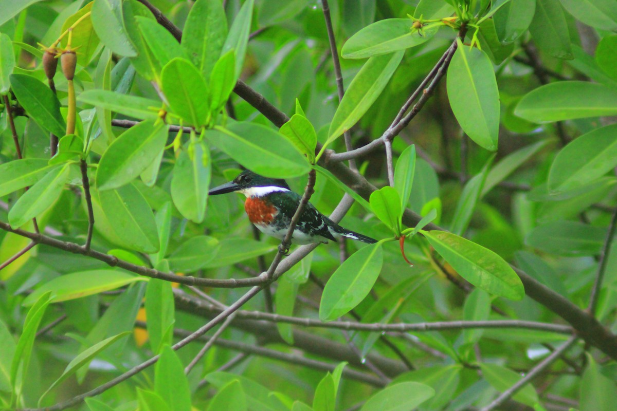 Green Kingfisher - ML644320516
