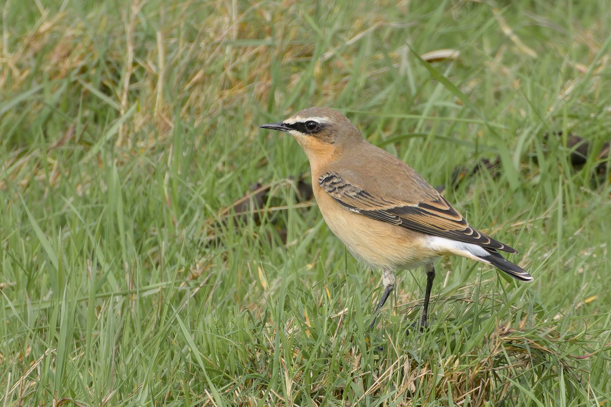Northern Wheatear - ML644320517