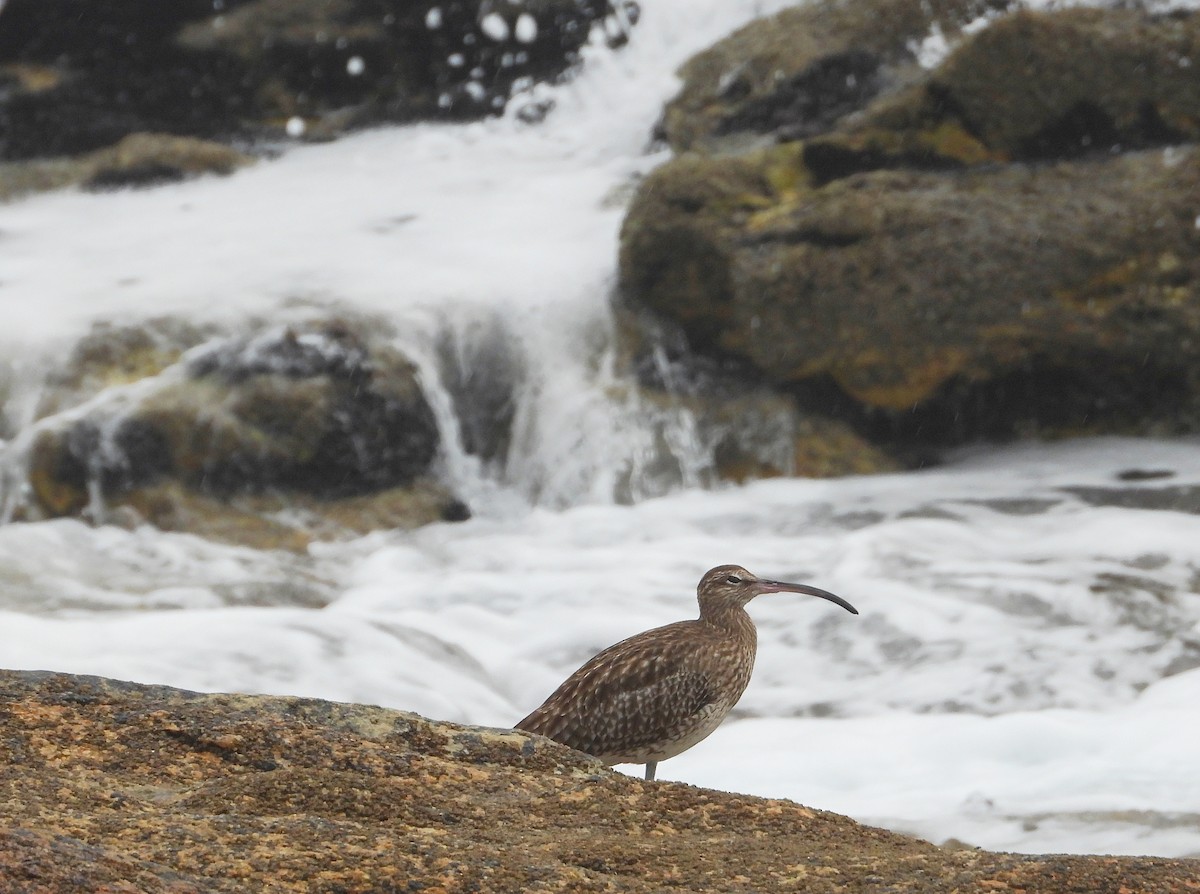 Eurasian Whimbrel - ML644320522
