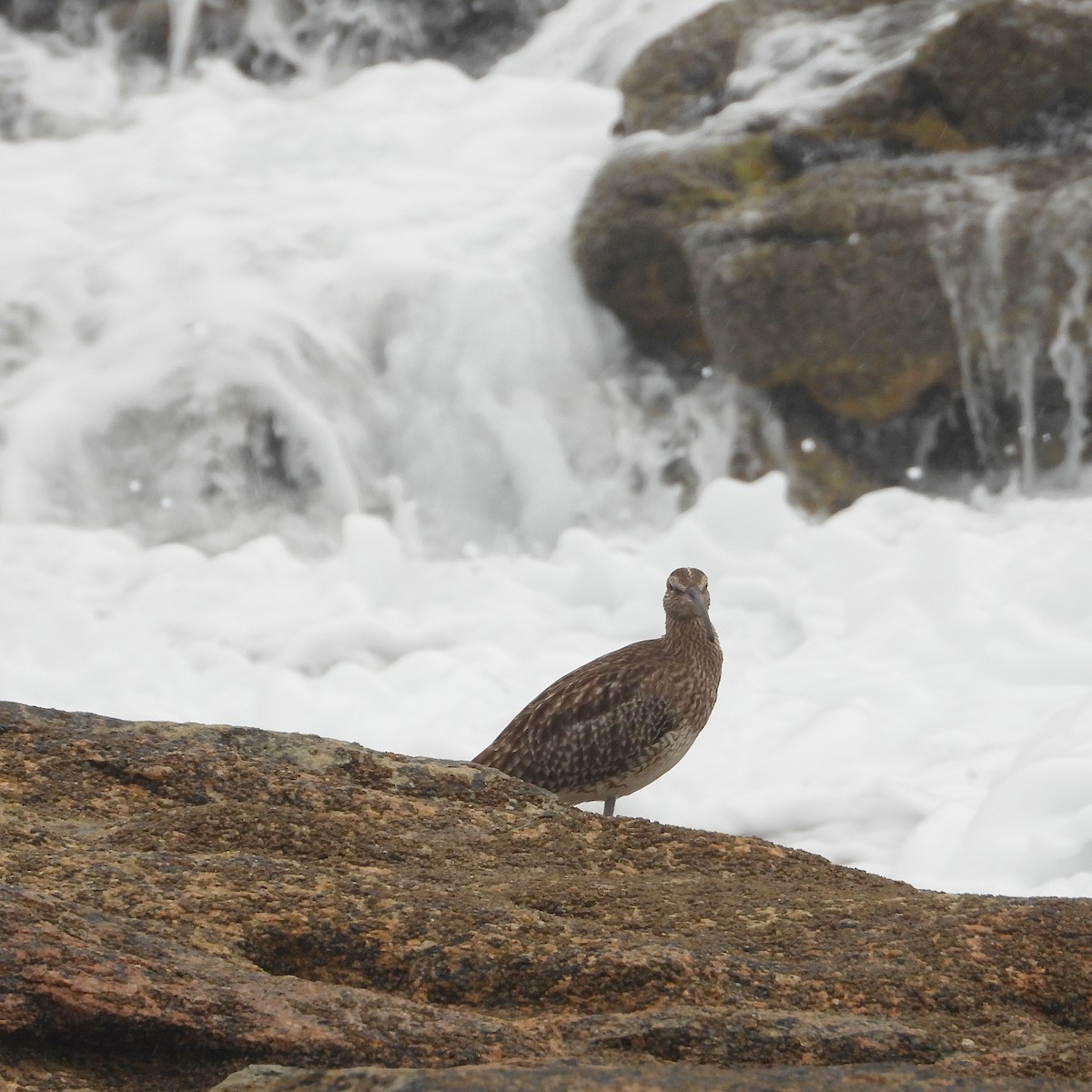 Eurasian Whimbrel - ML644320523