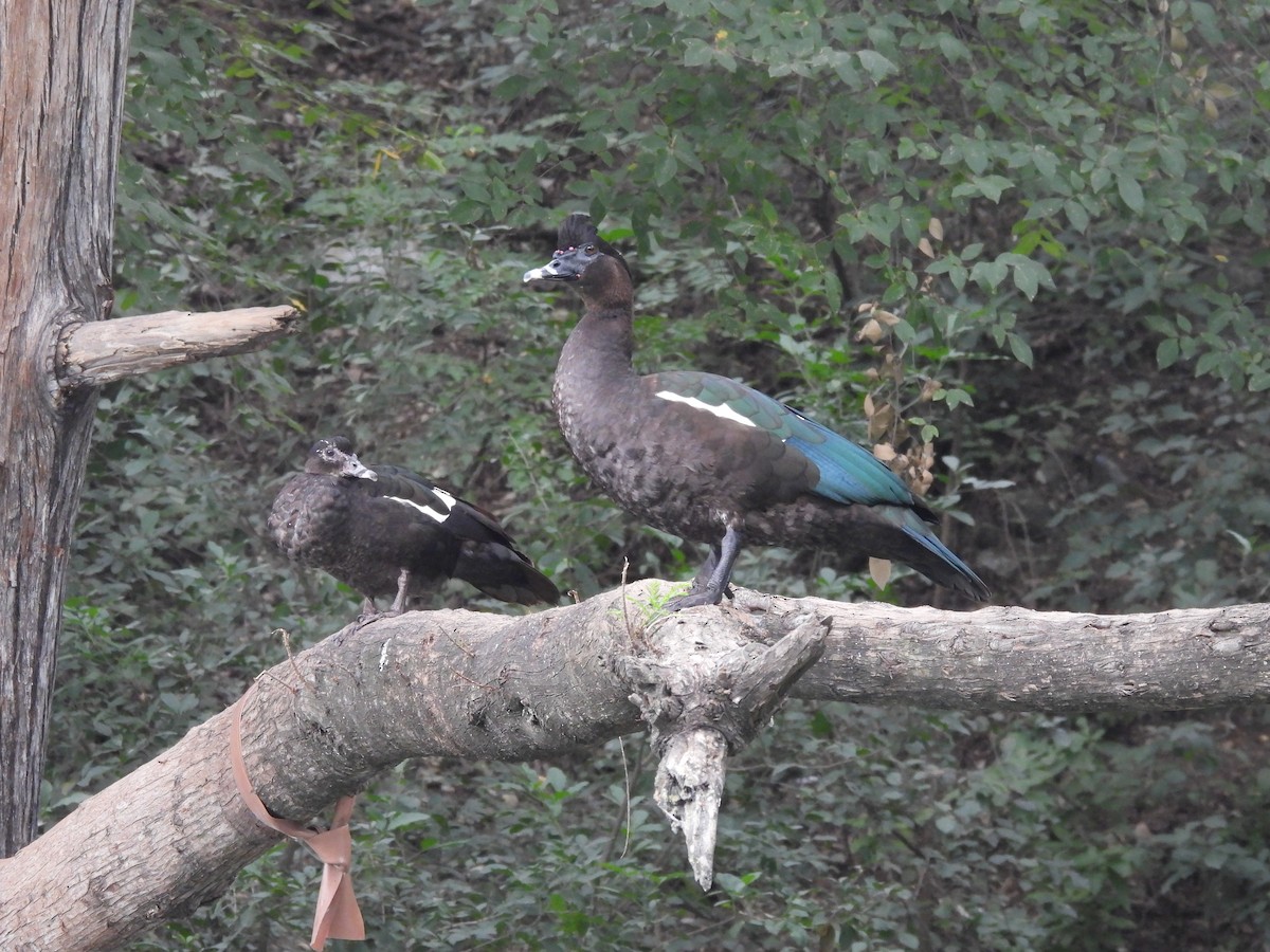 Muscovy Duck (Domestic type) - ML644320526