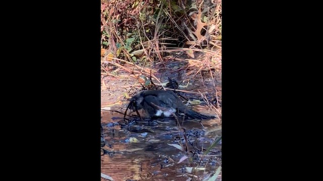 Дрізд мандрівний - ML644320528