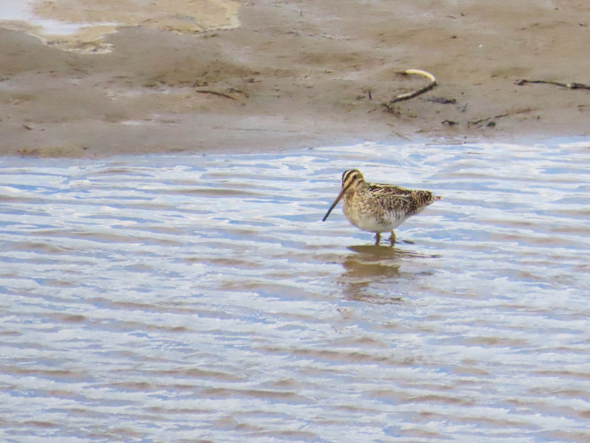 Magellanic Snipe - ML644320550