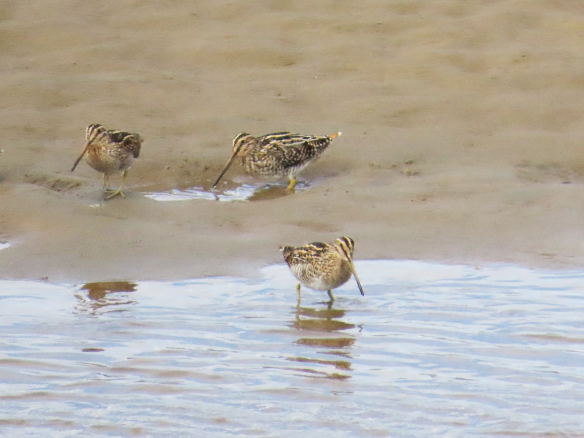 Magellanic Snipe - ML644320551