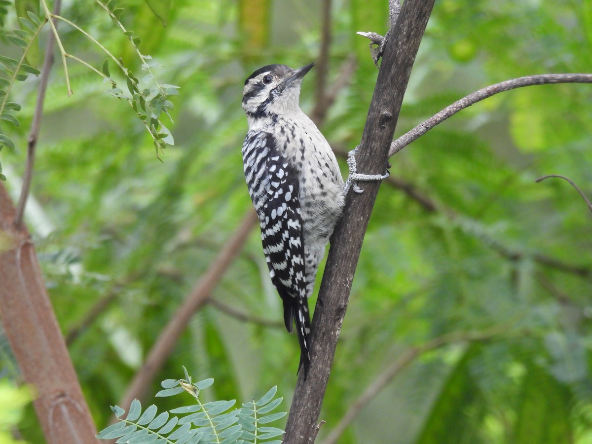 Ladder-backed Woodpecker - ML644320553
