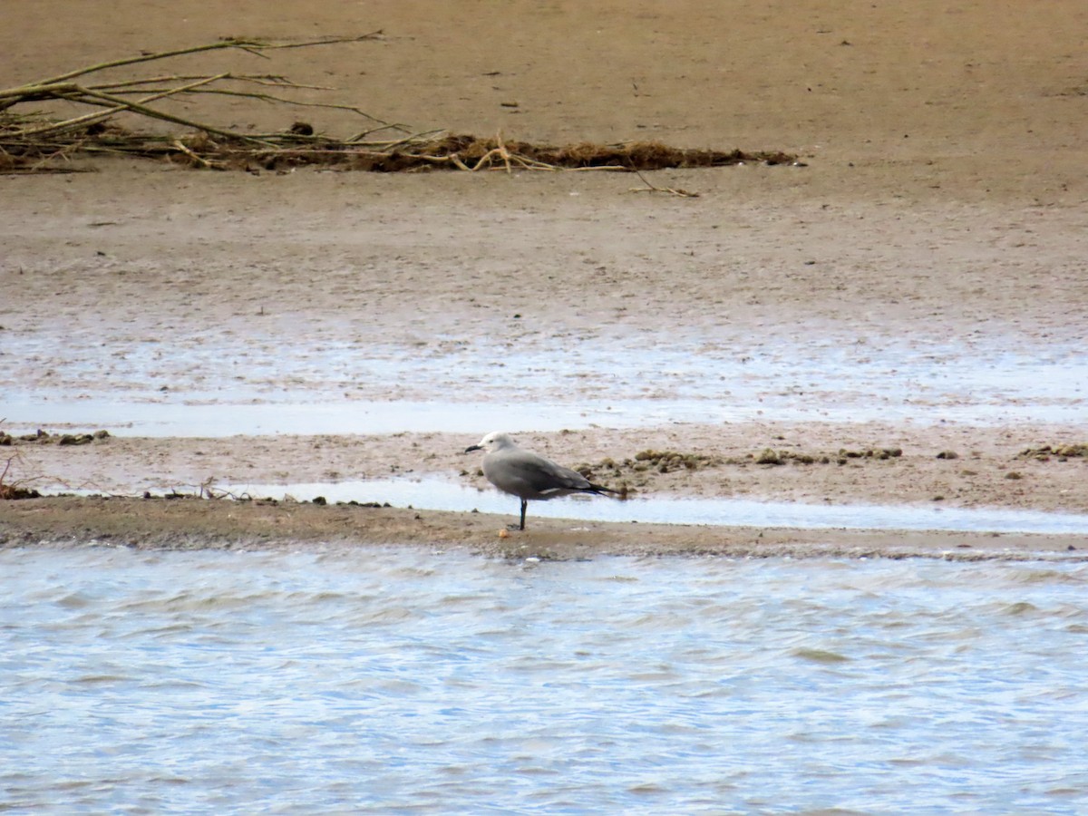 Gray Gull - ML644320558